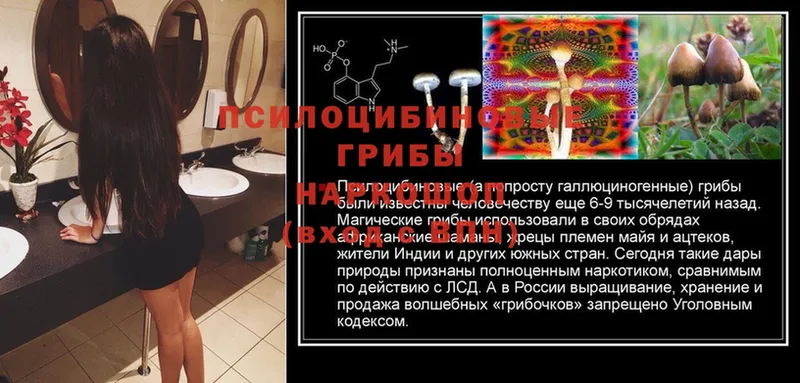 Галлюциногенные грибы Psilocybe  darknet какой сайт  Дмитров 